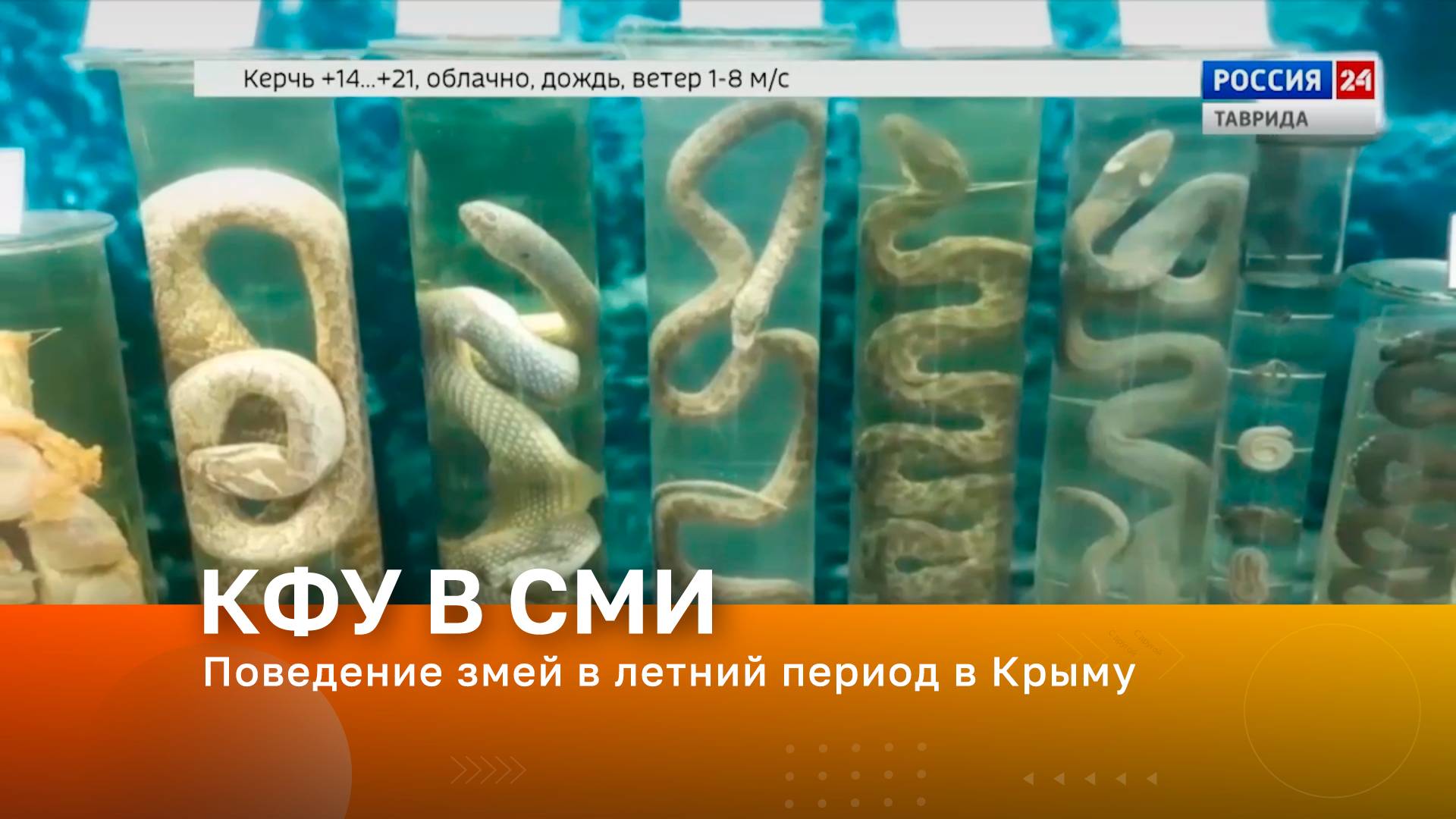 Поведение змей в летний период в Крыму