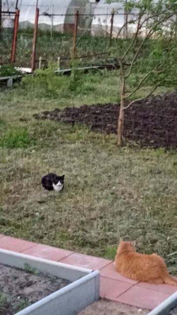 Общение через сетку. #котики