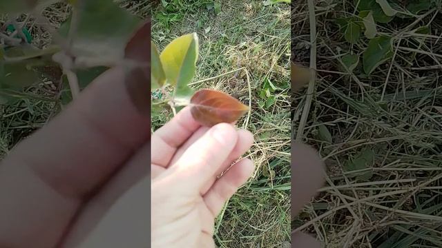 03.06.2025 яблоня Редлав Одиссо