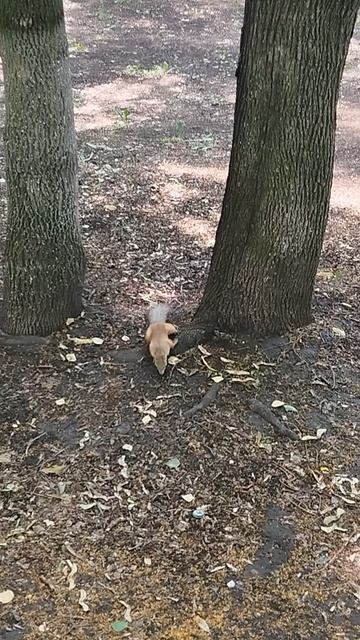 Белка в самарском парке Гагарина