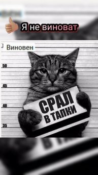 Котики смешные мемы! 🌺💖👍#мемы #доброеутро
