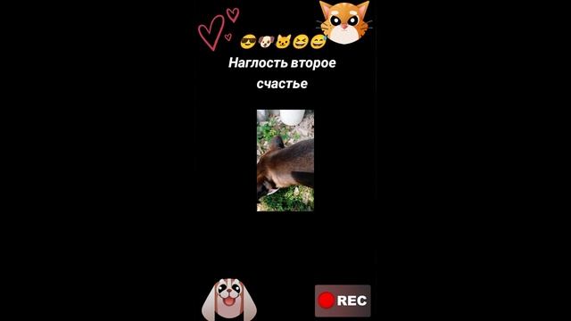 Наглость второе счастье