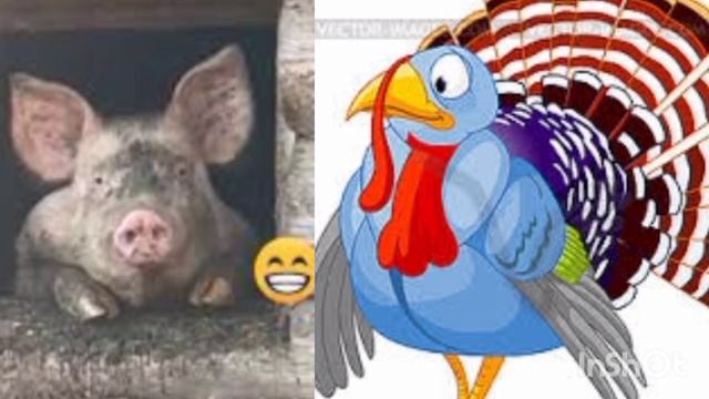Очень вежливый индюк