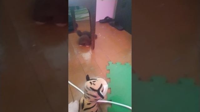 VID_20250416_131330.mp4