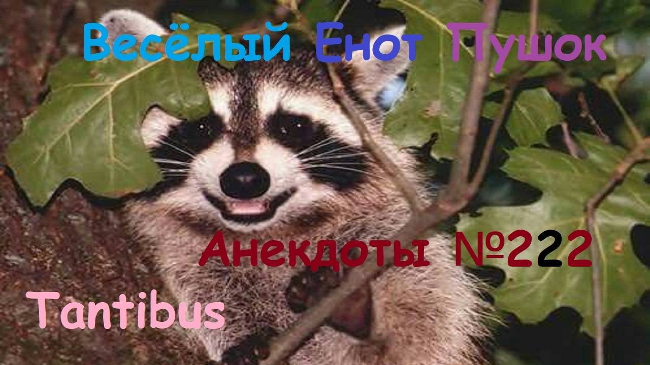 Енот пушок рассказывает анекдоты №222
