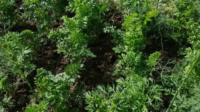 Кудрявая морковь. Вредитель моикови.