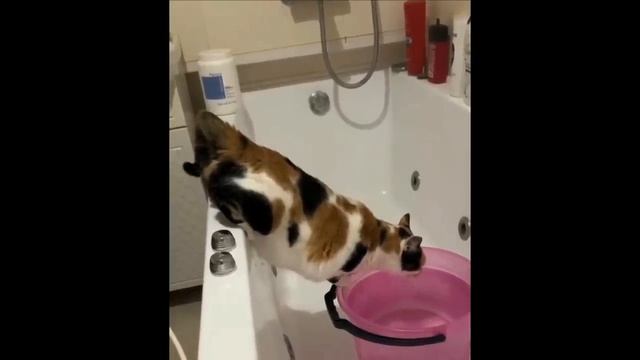 Смешные животные