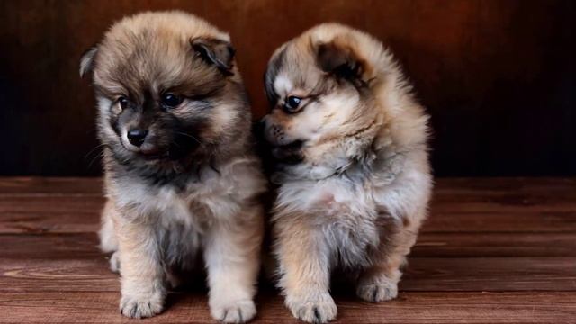 Задание 2.2. Видео Professional_Mode_two_Pomeranian_Spitz_puppies_til