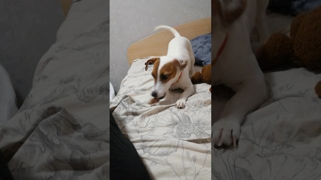 VID_20240218_205728.mp4