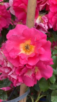 Плетистая роза `Bajazzo`