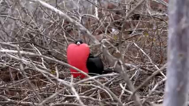 Самые красивые животные на планете: обзор удивительных созданий ч.10