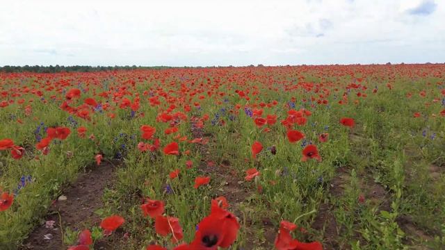 Одним прекрасным днем! Чудесное маковое поле, святой Печерский источник, Ласточкин берег р. Луга.