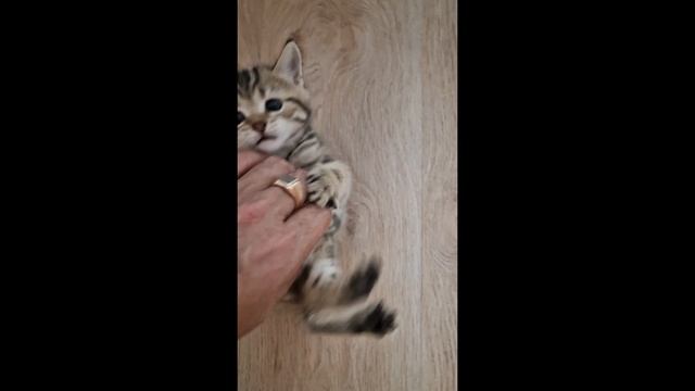 котята 5шт родились 1 мая