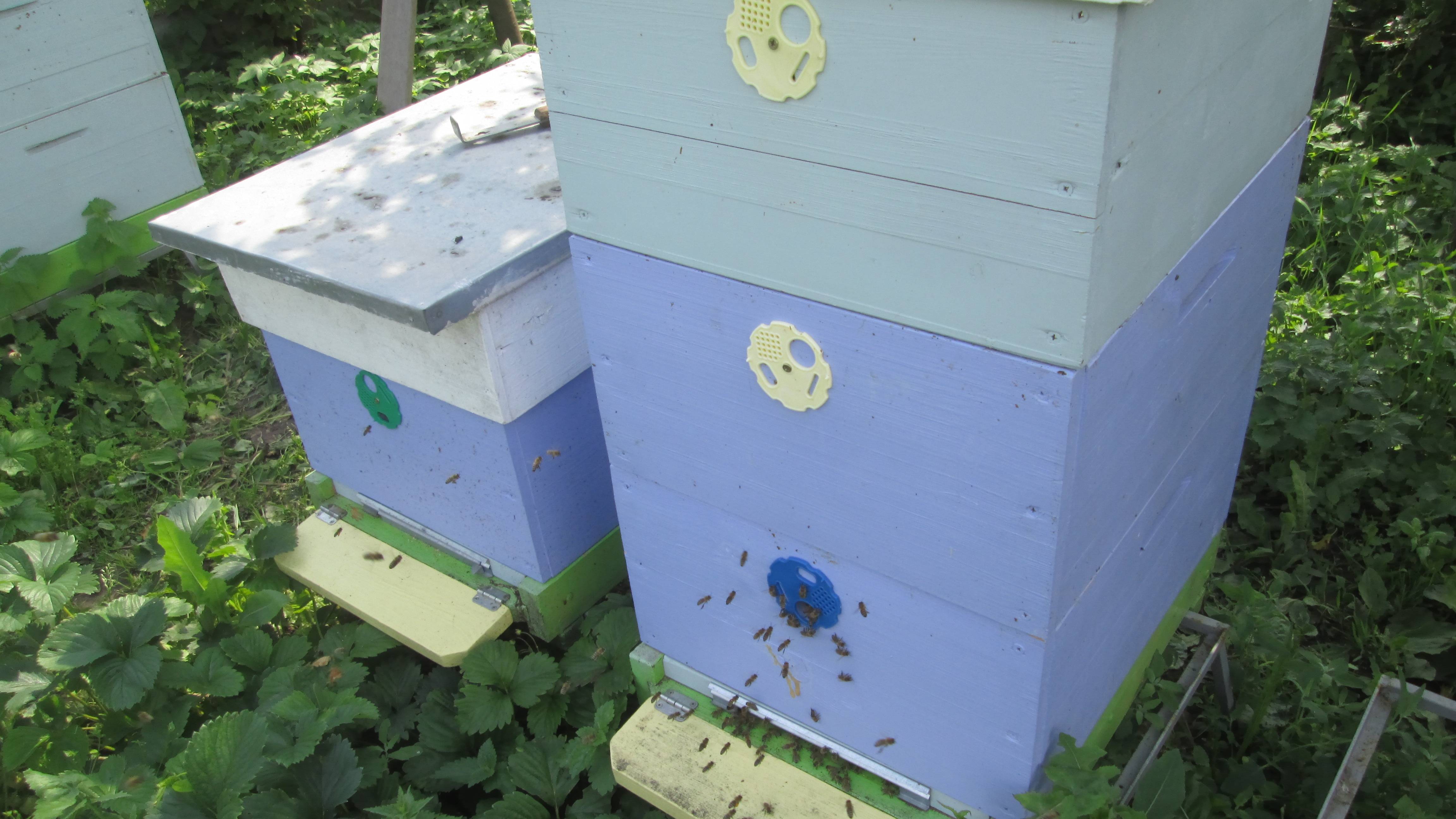 Пакет пчел с маткой