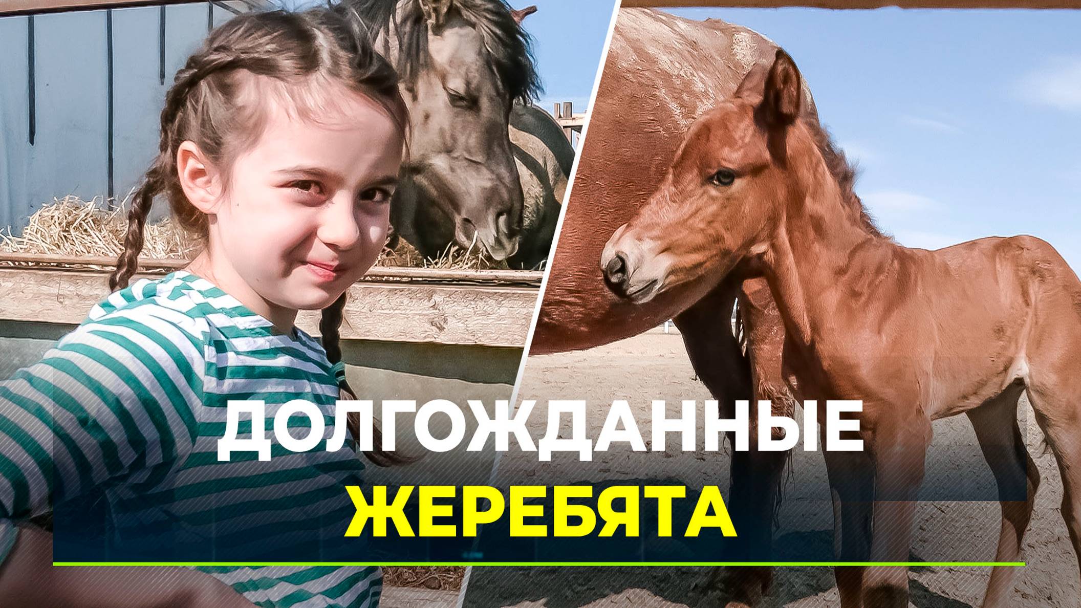 В Салехарде увеличили поголовье уникальной породы лошадей