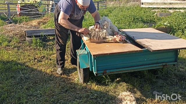Стрижка овец.