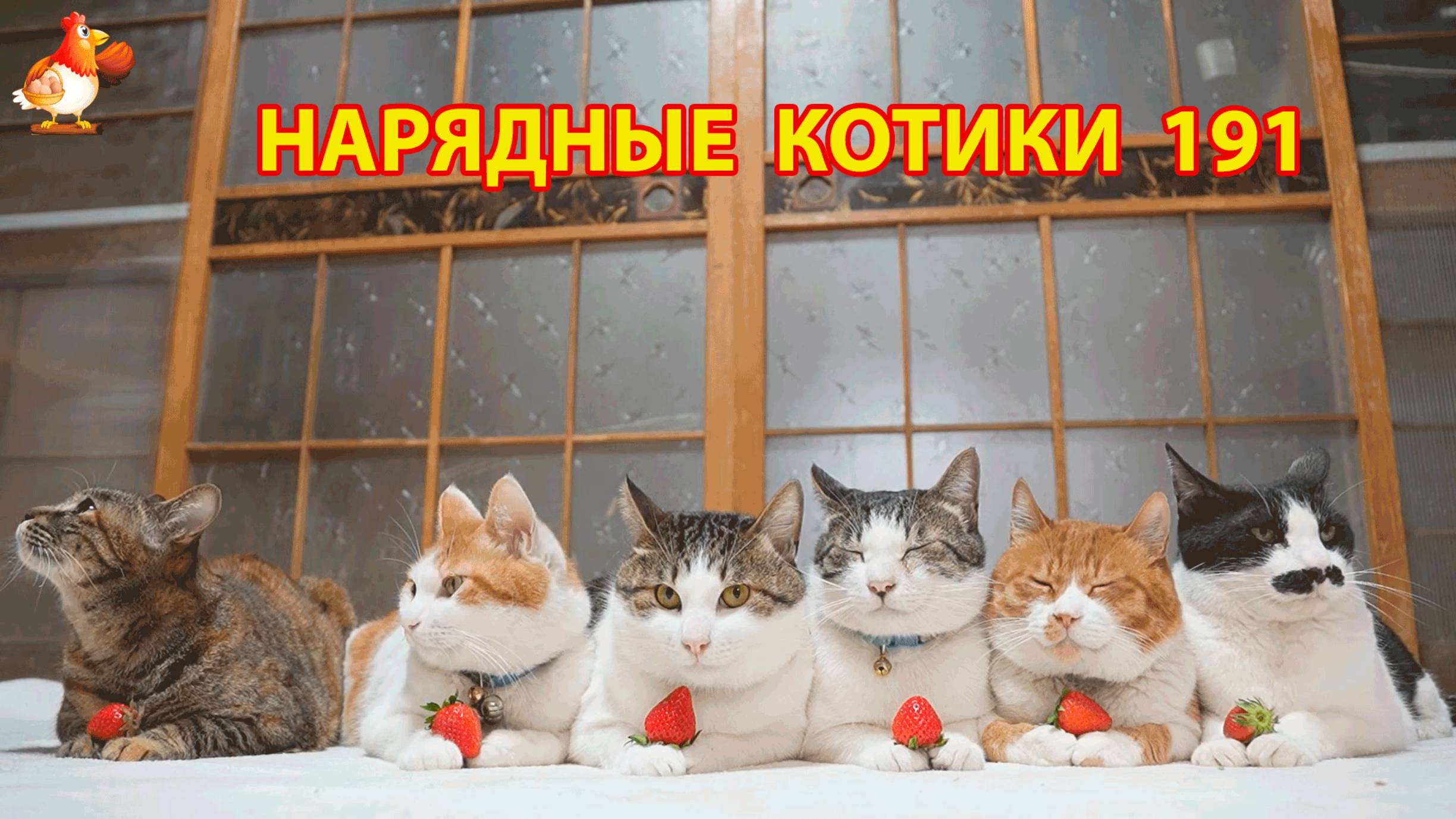 Нарядные Котики расслабляются на солнышке 🌞 🐈🐈🐈 (191)