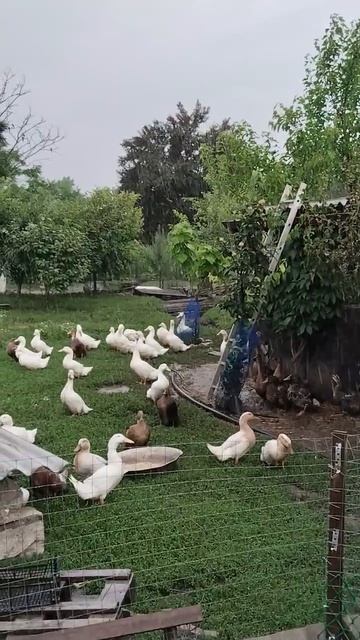 Утки в дождь