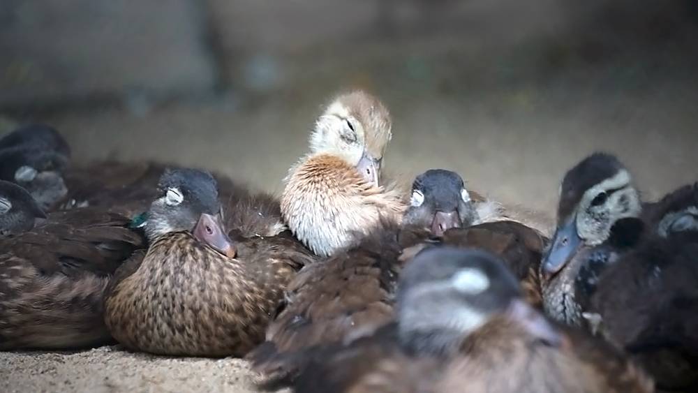 Многодетные мамы утки с утятами.