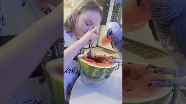 Анчо, иди кушать😁🍉