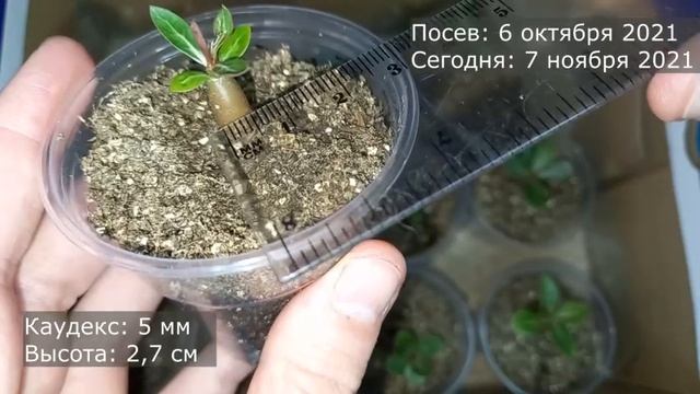 ШОК! АДЕНИУМ ЧЕРЕЗ 1 МЕСЯЦ ПОСЛЕ ПОСЕВА — РЕЗУЛЬТАТ, КОТОРЫЙ УДИВЛЯЕТ!