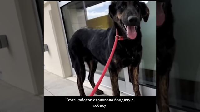 ЗЕБРА , СПАСАЯСЬ, ТЯПНУЛА КРОКОДИЛА ЗА ГЛАЗ