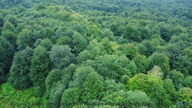 Музыка заставляет смотреть на природу по-другому - Dancing -- HoliznaCC0 -- Only In The Milky Way Pa