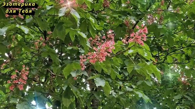 17 июня народный праздник Митрофанов день, Митрофан Навозник. Что нельзя делать. Народные приметы