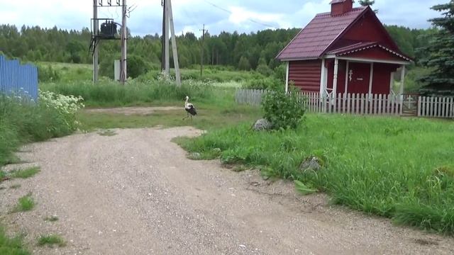 Аист у часовни