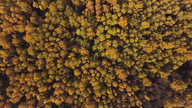 Эта композиция - объятие природы! - Orange Peel -- Kirk Osamayo -- Season Two (ORANGE)