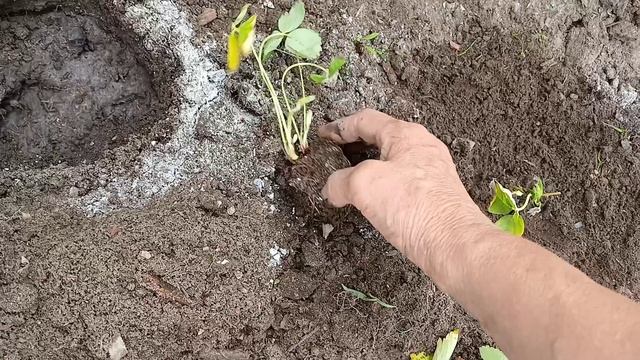 Клубника от Садового рая.
Высаживаю рассаду Азии.