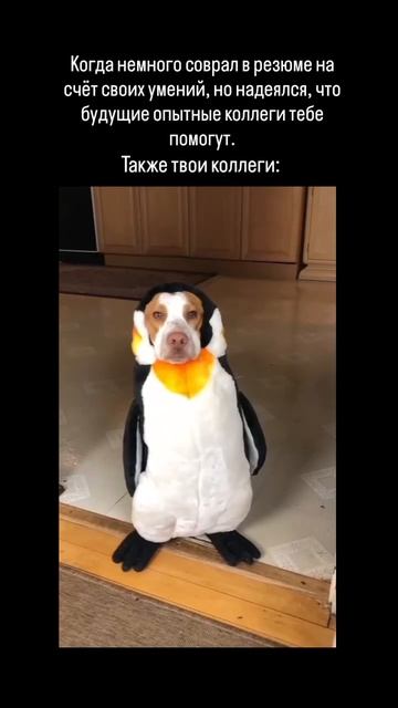Когда немного соврал в резюме