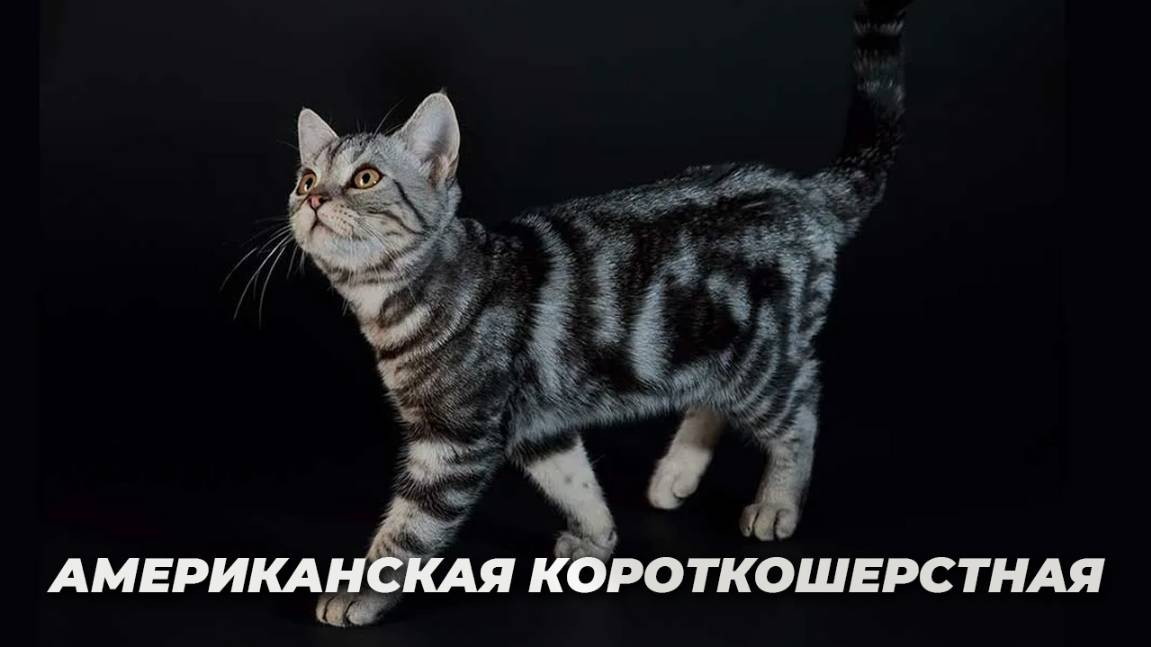 Американская короткошерстная кошка