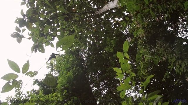 Песня, которая звучит громче, когда поёшь её хриплым утром в палатке - Appalachian Summer -- One Man