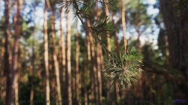 Музыка, которая звучит громче, когда вы делите одно окно в поезде - Triste alegria 2 (LII) -- opo --