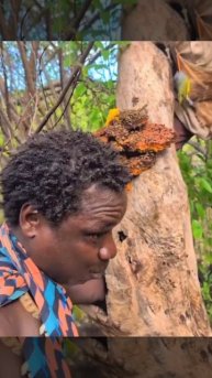 Жители племени добывают мёд из дупла, не боятся брать соты с мёдом