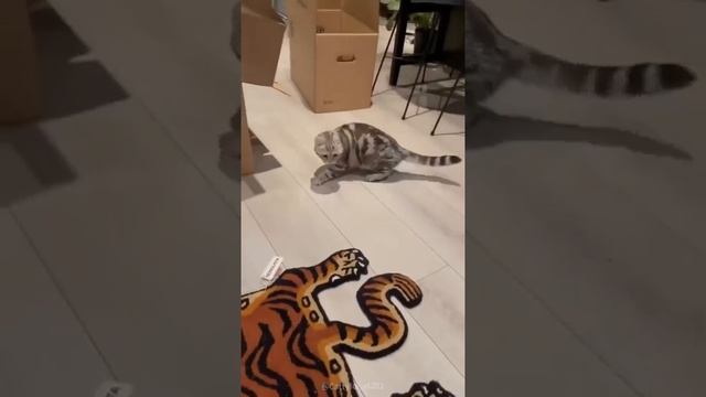 Смешные видео с котами