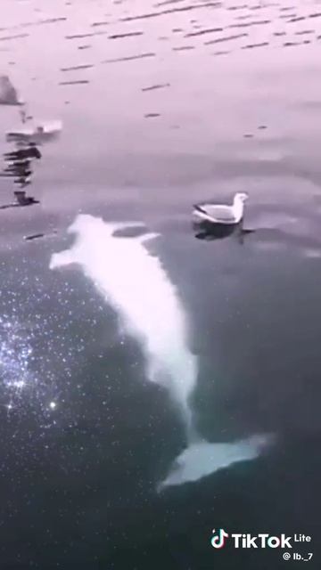 Морские нежности