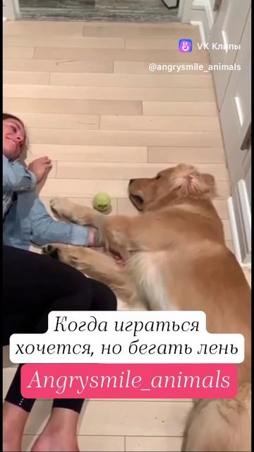 VID_20250617_202801_916.mp4