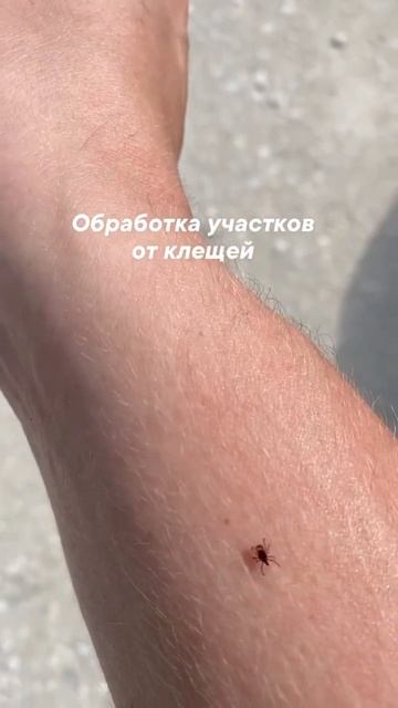 Клещи незаметно цепляются на вашу одежду, но кусают через 20-30 мин. Всегда осматривайте ваше тело