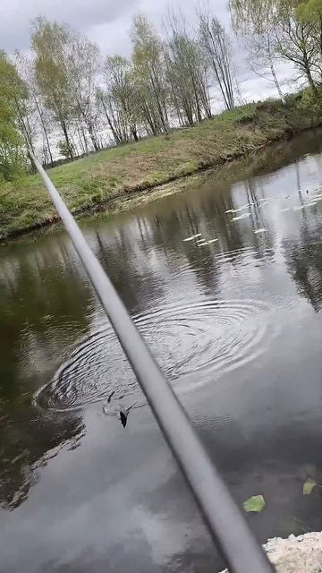 Даже поклёвки мелкой рыбы приятны на боковой кивок. Подпишись  #кивок #fishing #мормышка