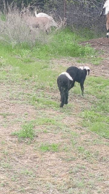 Барашки 🐏 и Козы🐐 - Пасутся