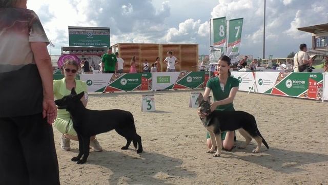 Сравнение класса беби