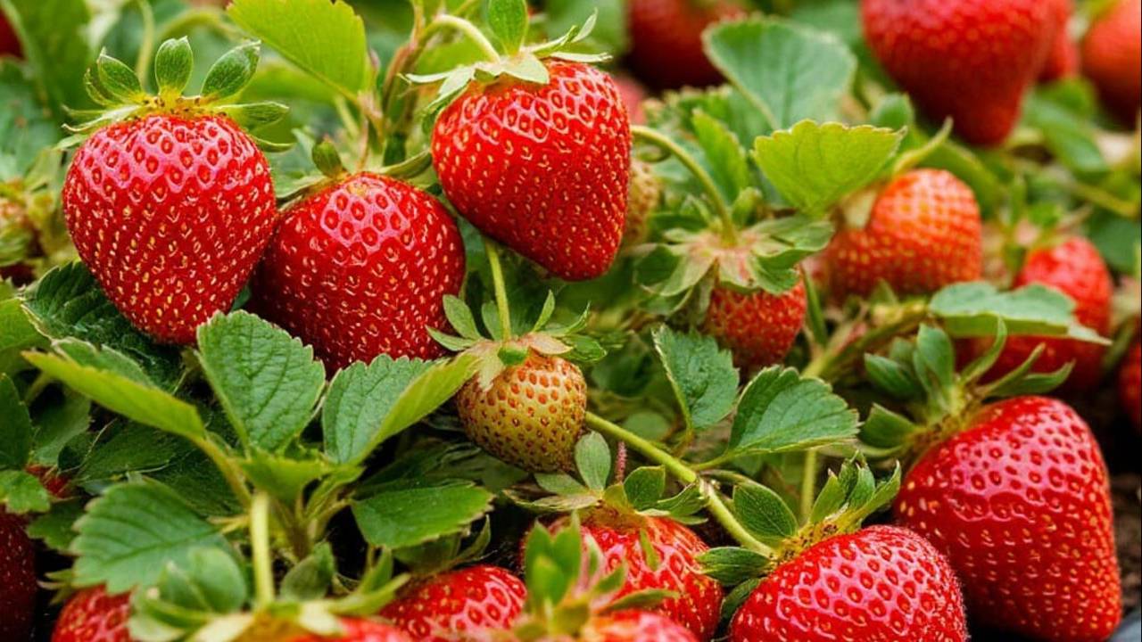 Экспериментальная клубника.