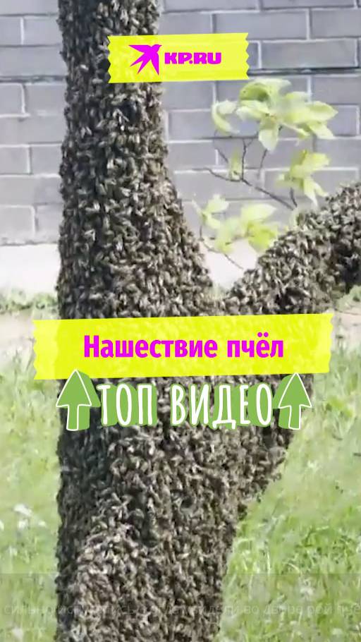 Нашествие пчёл