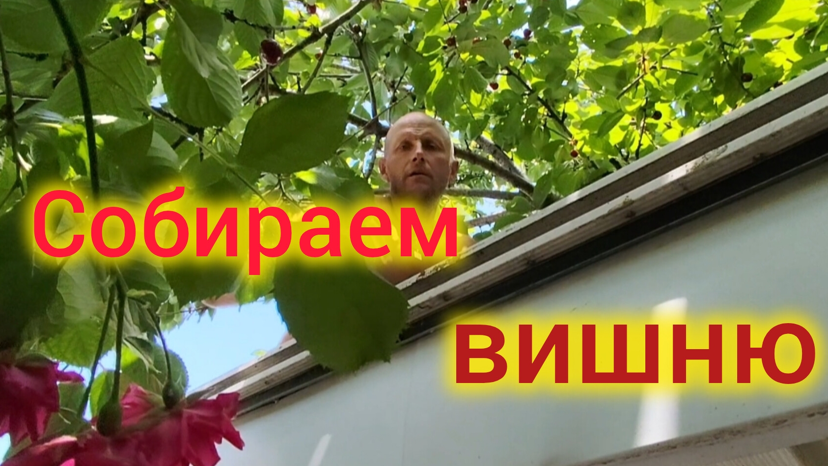 Переезд на юг/Обзор покупок продуктов на Кубани/Зачем мне навоз/Собираем вишню/Опять прополка