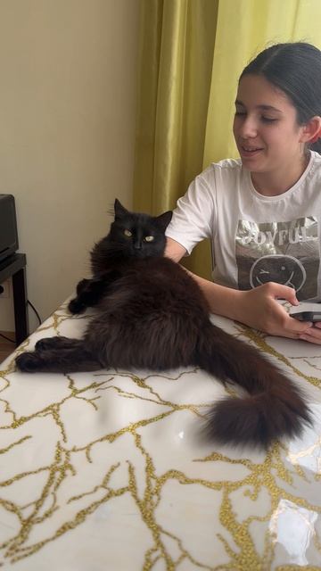 Как выглядит работа котоняней?