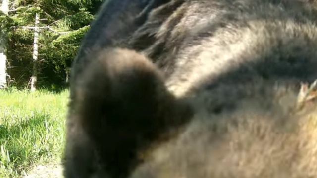 Мишка видео фотоловушки