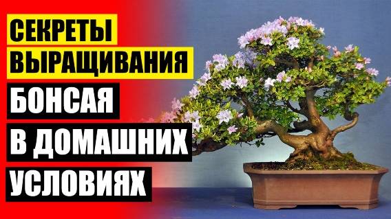 👍 Оранжерея в квартире комнатные цветы
