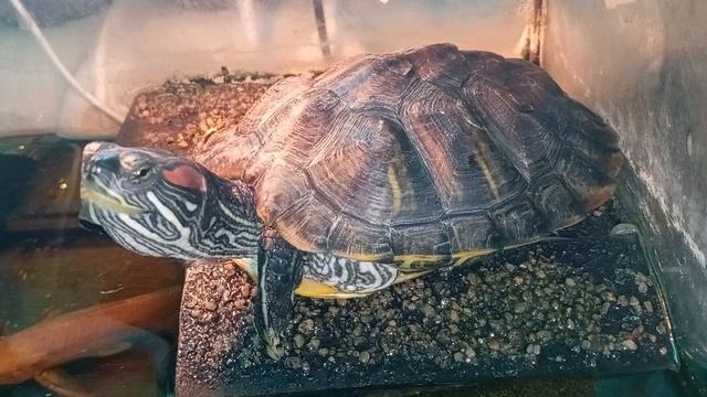 Красноухая черепаха 🐢 греется 17-06-2025